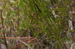 Panhandle meadowbeauty